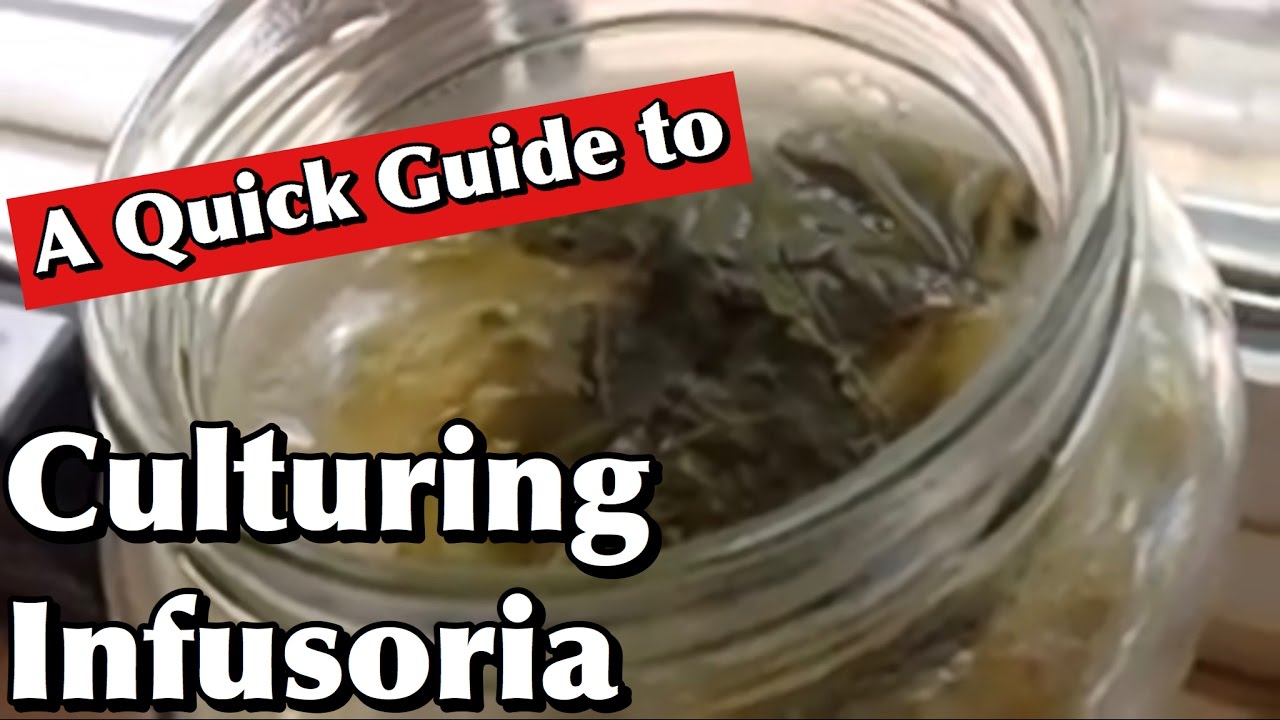 How Do You Grow Infusoria?