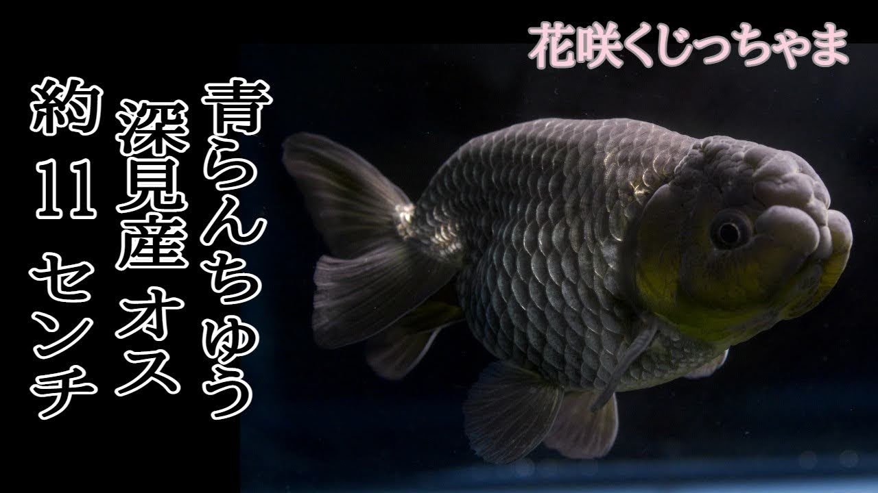 らんちゅう 優良系統 頭 フンタン出てます。太め体型 金魚王子】らんちゅう 9±1cm前後 (種別番号：ram001) | 金魚