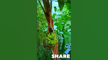 Buồng chuối độc lạ | Harvest ripe bananas from the tree #shortsfeed #framing