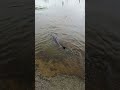 WATCH: Sturgeon seen spawning in floodwaters in Wisconsin