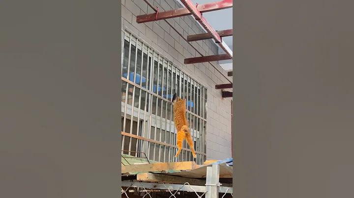 Watch the video about Part 17 - Cat Catching Mouse Video Collection #cat #pets #funny #funnycats #cats #catshorts