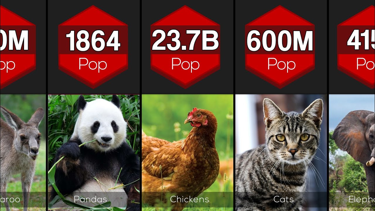 Comparison: Animal Population