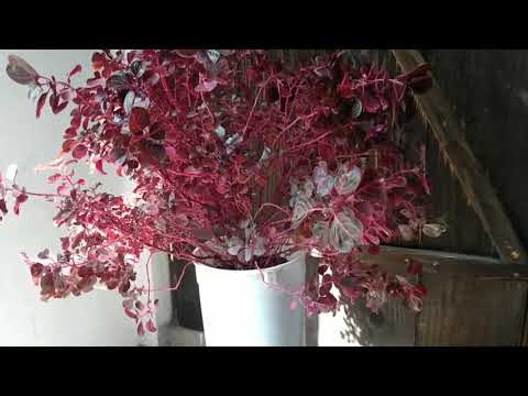 Video: Reproducción De Agracejo: ¿cómo Propagar Arbustos Rojos Y Otros En Casa? ¿Cómo Enraizar Capas? ¿Cómo Plantar Un Arbusto Dividiéndolo?