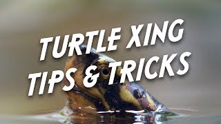 Turtle Crossing Tips & Tricks