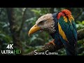 Birds that call jungle home  singing birds  forest edition   scenic cinema with nature sounds 4k