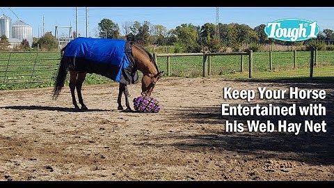 Keep Your Horse Entertained with his Web Hay Net