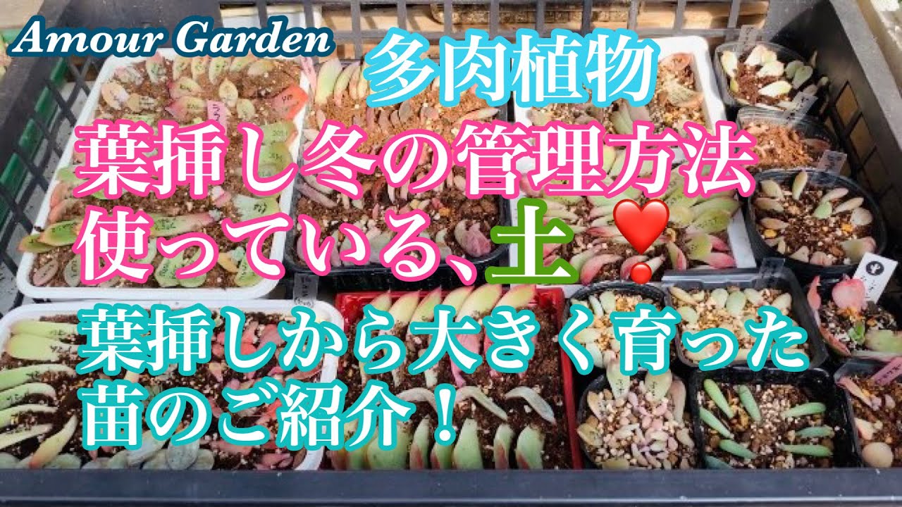 多肉植物 葉挿し冬の管理方法 使っている土 葉挿しから大きくなった苗のご紹介 Amour Garden Succulent Youtube