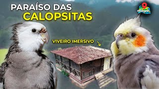 O Criatório de Calopsitas Mais Incrível que Você Vai Ver Hoje! - Chocmaster Visita