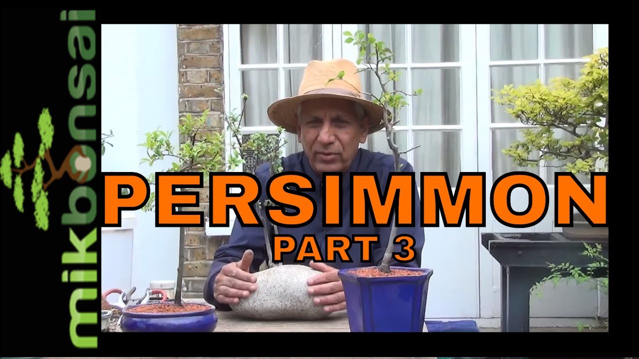 Bonsai - Nursery Plants to Persimmon bonsai Trees Part 3 by mikbonsai