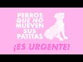 ¿Tu perro no mueve las PATAS? | Es URGENTE que hagas ESTO 🐶🚨👨‍⚕️