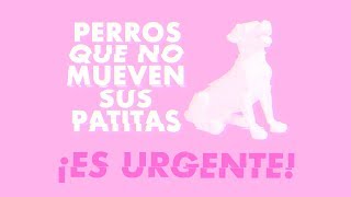 ¿Tu perro no mueve las PATAS? | Es URGENTE que hagas ESTO ‍⚕