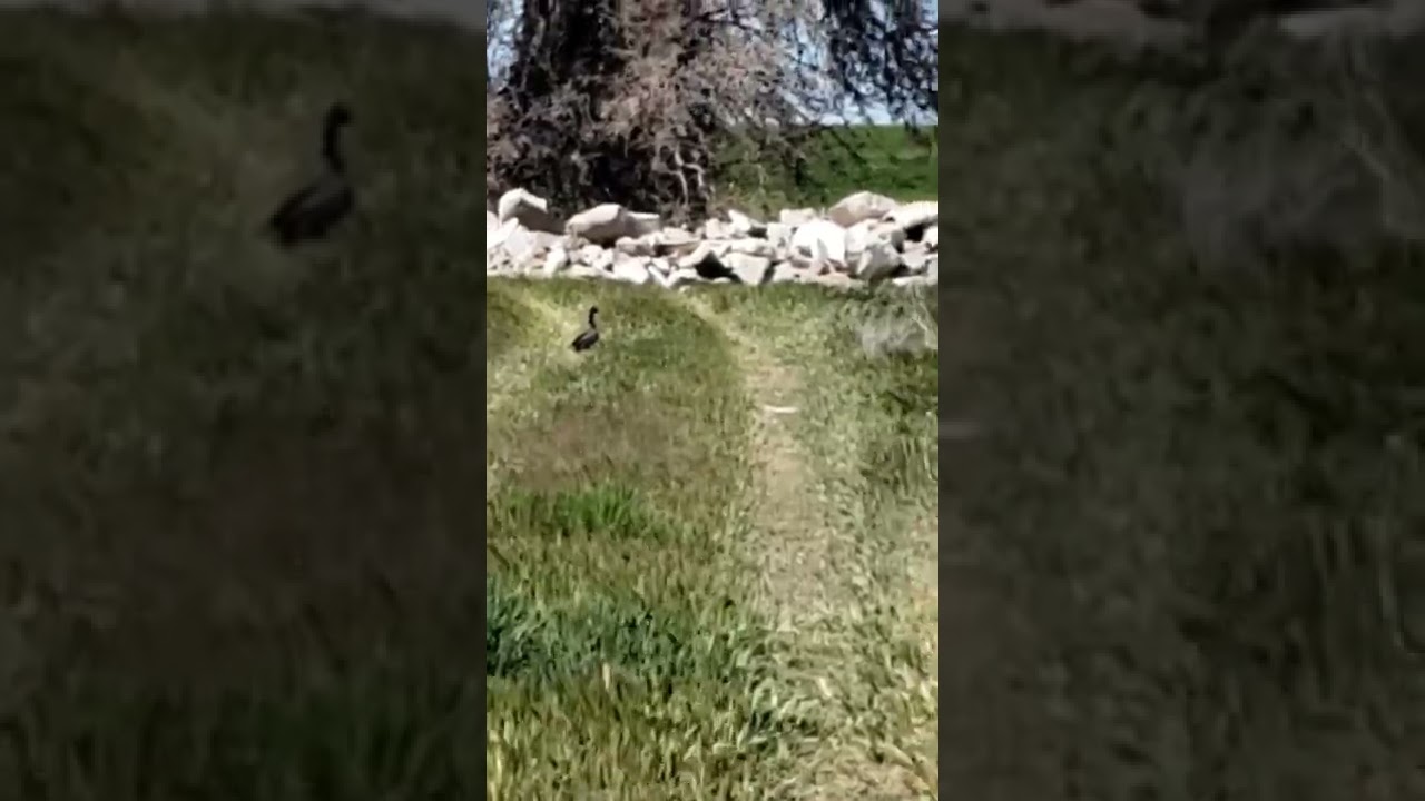 Dizzy Duck Just hanging out