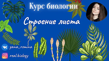 Строение листа