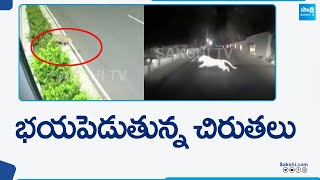 Tirumala Devotees Panic With Leopard Hulchul | TTD EO Dharma Reddy | @SakshiTV