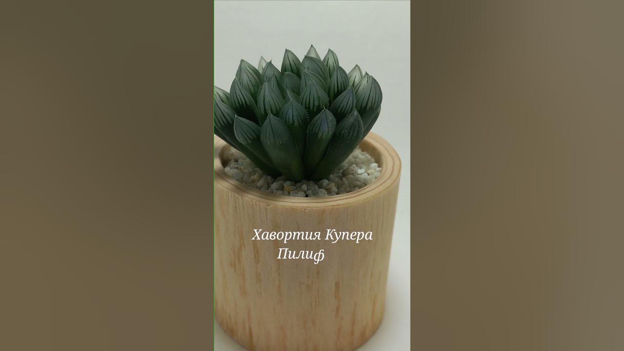 Хавортия купера пилифера#shorts_video - YouTube