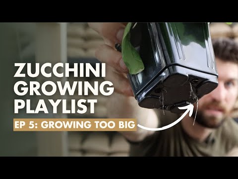(Ep5) When to harden off Zucchinis for the garden? Zucchini Growing Guide