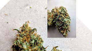 Canadian Craft cannabis review Sour Tangie.