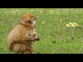 Baby Monkey Enjoying an Apple| Cute Animals