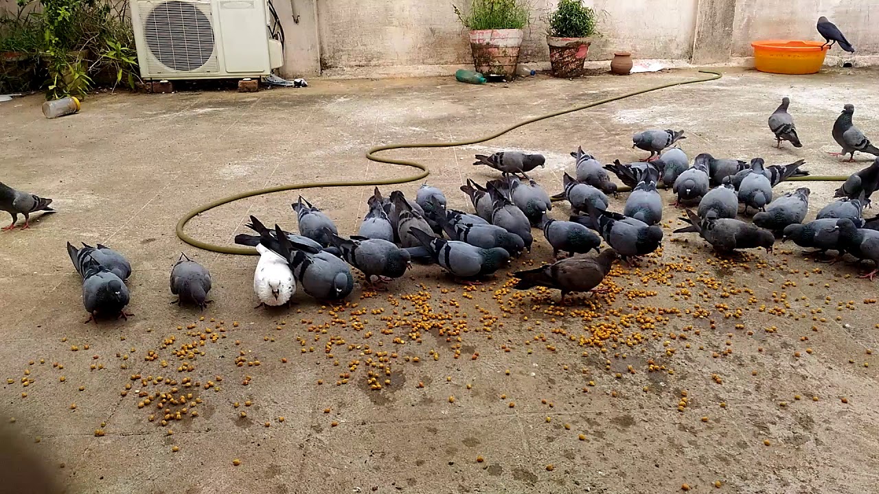 Pigeons eating-1 - YouTube