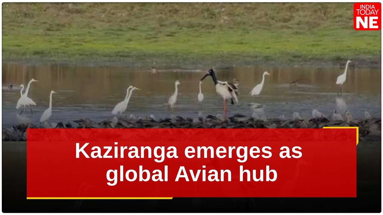 Казиранга становится мировым центром птицеводства: обнаружено более 100 видов мигрирующих птиц.