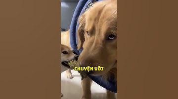 Đừng cố hiểu, hãy tận hưởng độ ngáo của tụi nó! #shorts