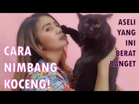 Video: Cara Menimbang Kucing