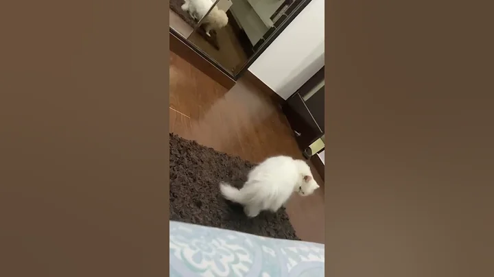 Video 544991: persiancat persians, cat persiancat cutecat pets, persiancat cute pets cat, cat pets white persian, white fluffy persian cat, cat beautiful persiancat, breed persiancat, cat best pets