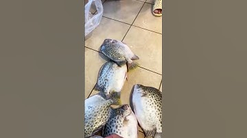 Cá nâu nước lợ