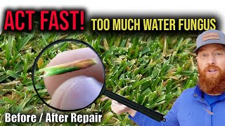 Is too much water bad on lawn?  Are your grass tips turning brown / yellow?