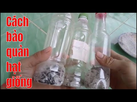 Video: Cách Bảo Quản Hạt Thông