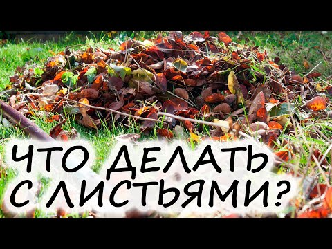 Обязательно ли нужно убирать опавшую листву? Какую пользу можно из неё извлечь?