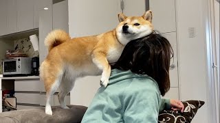 When my parents' Shiba Inu spoils my mom, a mildmannered hachi usually ...