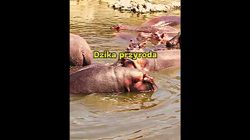 WM2025 Muzyka Mbeesunga 