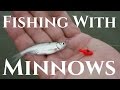Multi Species Fishing with Live Minnows (Pond Fishing)