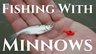 Multi Species Fishing with Live Minnows (Pond Fishing)