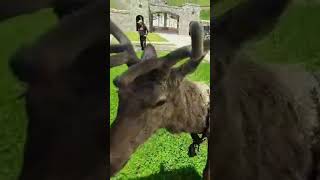 Вот это Олень 🦌 #жизнькавказа