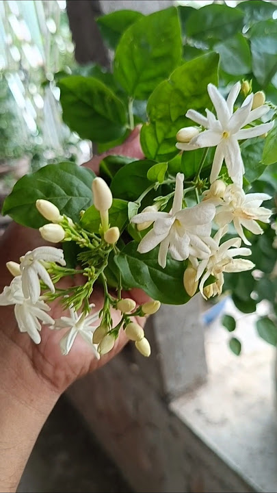 Beli flower plant             #beli flower#gardens #garden #gardening #flowers