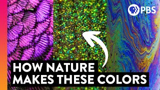 The Science of Iridescence is INCREDIBLE