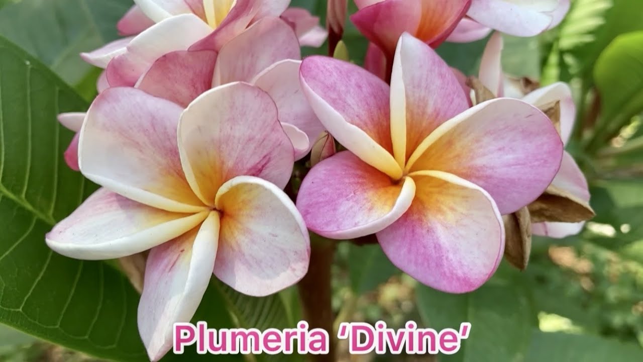 Plumeria Frangipani Divina – Pianta Vera In Vaso 18 Cm, Altezza 50 Cm, Fioritura Primavera-Estate, Omaggio Incluso