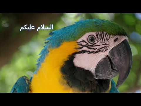 تعليم البغبغاء السلام عليكم مده طويله