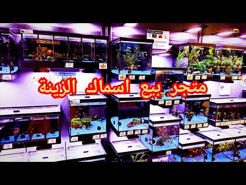 متجر بيع اسماك الزينة و مستلزماتها 1080