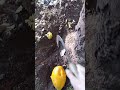 Food for Trees
