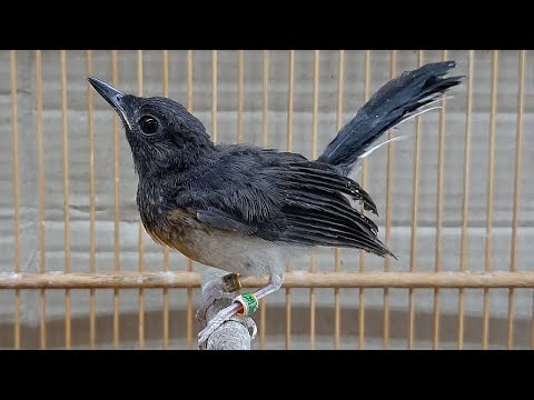 Suara Pancingan Murai Batu Betina Youtube