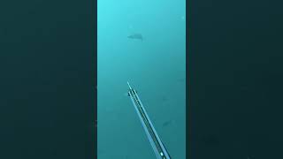 Spanish Mackerel Fail