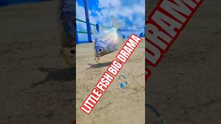 Mini Fish Attack on Hook 😱#FishingShorts #FishCatch #ViralShorts