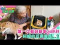 【柴犬Nana(奈奈)】第一次看到新家人胖胖 阿嬤的反應會是..?!