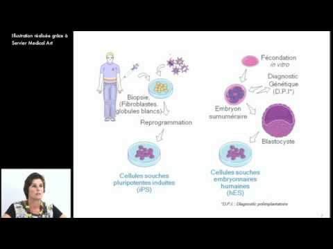 Vidéo: Modulation Hydrodynamique Des Cellules Souches Pluripotentes