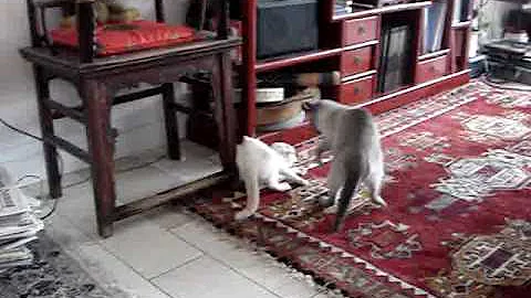 Watch the video about Little red point Siamese and grown up blue point Tonkanese scrambling.