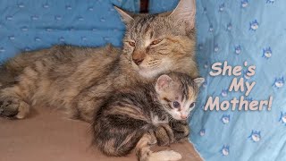 Foster Mom Cat Meets the SCARED Adopted Kitten She Loves, POOR KITTEN Nursed by Foster MOM CAT