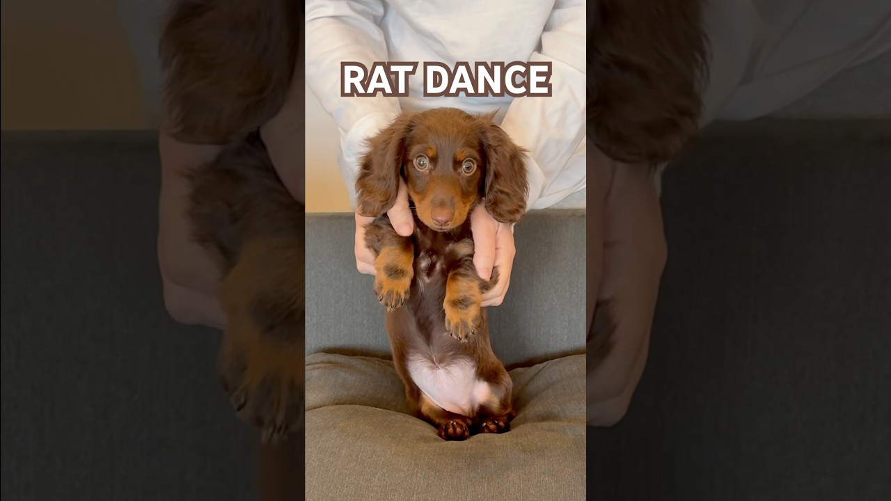 PUPPY Slays RAT DANCE 
